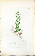 Antique Old Print British Plants Botany 1847 Sowerby Smith Scutellaria Minor