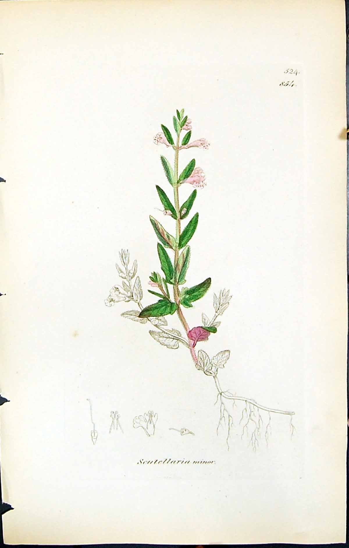 Antique Old Print British Plants Botany 1847 Sowerby Smith Scutellaria Minor
