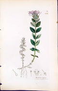 Old Print Bartsia Alpina British Plants Botany 1847 Sowerby Smith Colour 19th