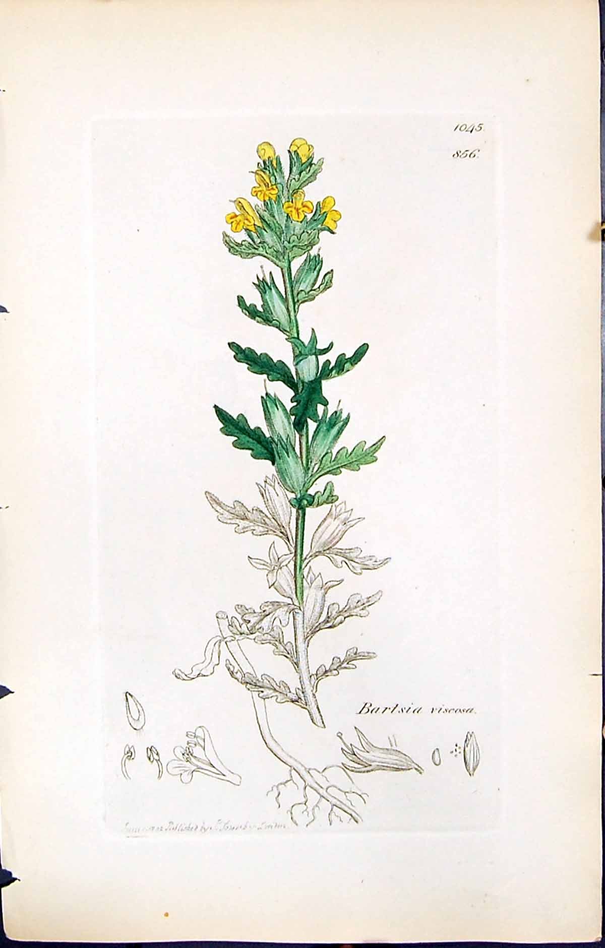 Antique Old Print Bartsia Viscosa British Plants Botany 1847 Sowerby Smith 19th