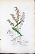 Antique Old Print British Plants Botany 1847 Sowerby Smith Bartsia Odontites