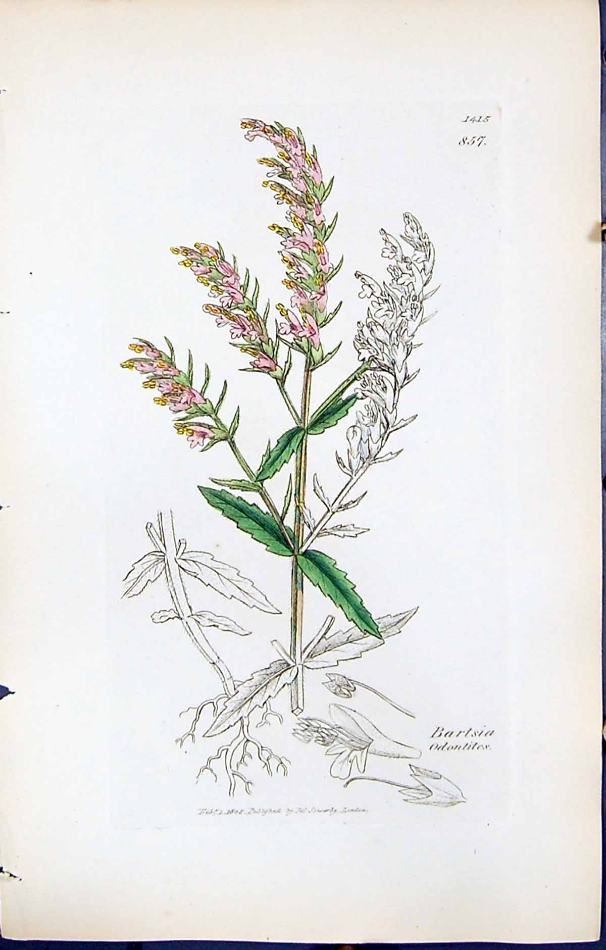 Antique Old Print British Plants Botany 1847 Sowerby Smith Bartsia Odontites