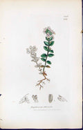 Old Print Euphrasia Officinalis British Plants Botany 1847 Sowerby Smith 19th