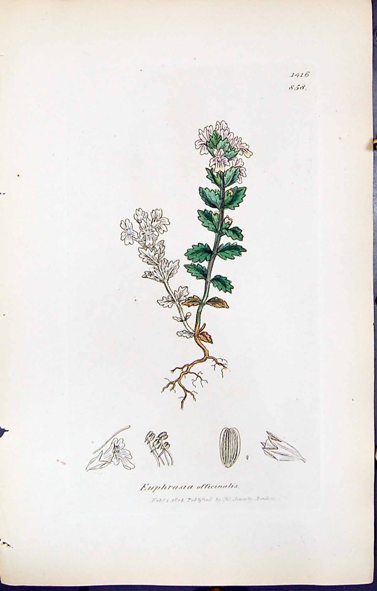 Old Print Euphrasia Officinalis British Plants Botany 1847 Sowerby Smith 19th