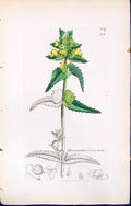Old Rhinanthus Crista-Galli British Plants Botany 1847 Sowerby Smith Victorian