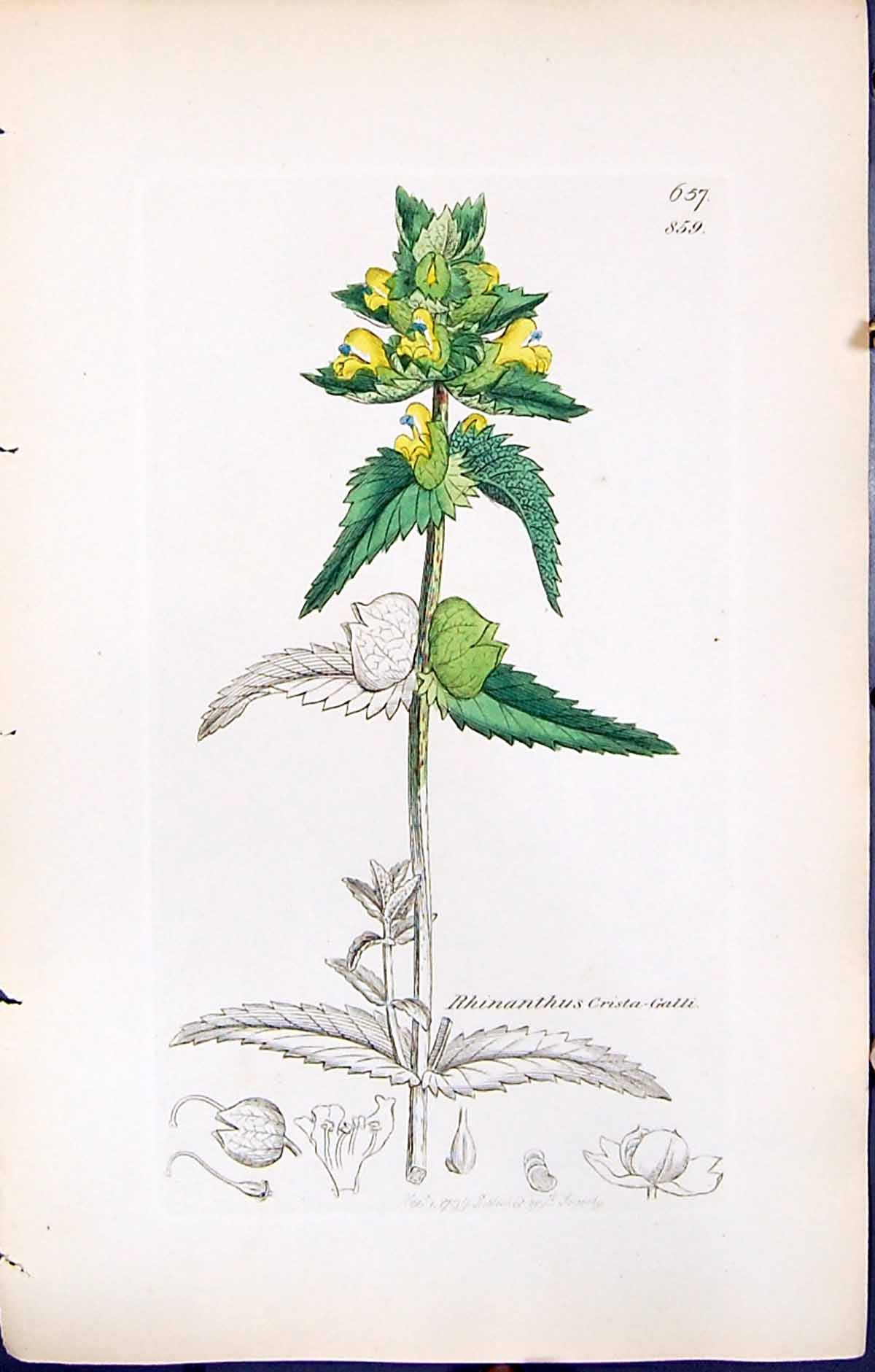 Old Rhinanthus Crista-Galli British Plants Botany 1847 Sowerby Smith Victorian