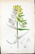 Antique Old Print British Plants Botany 1847 Sowerby Smith Colour Rhinanthus