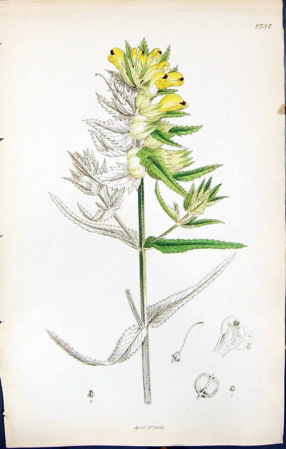 Antique Old Print British Plants Botany 1847 Sowerby Smith Colour Rhinanthus
