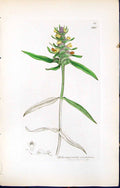 Antique Print British Plants Botany 1847 Sowerby Smith Melampyrum Cristatum