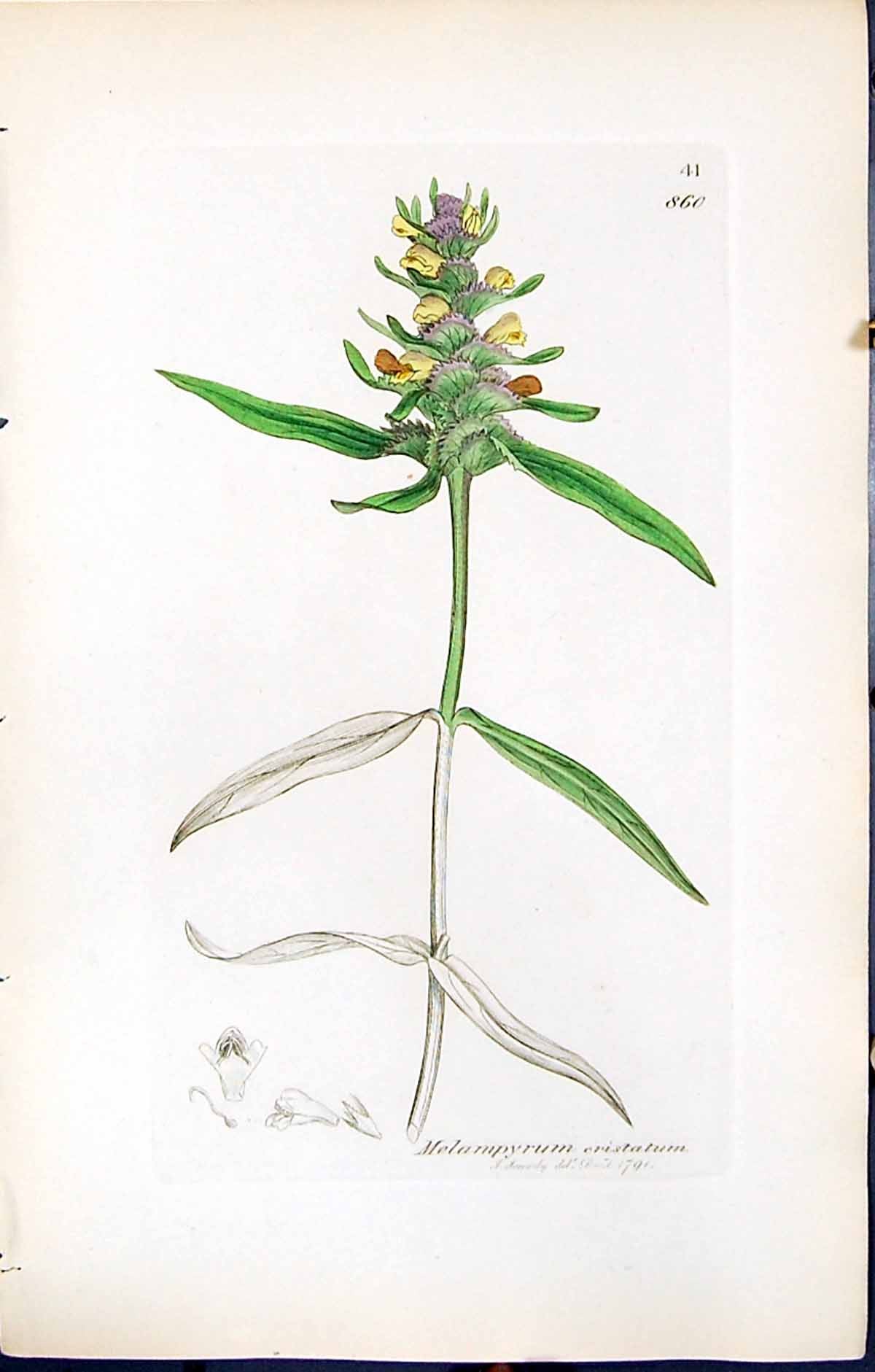 Antique Print British Plants Botany 1847 Sowerby Smith Melampyrum Cristatum