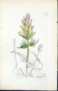 Antique Old Print Melampyrum Arvense British Plants Botany 1847 Sowerby Smith