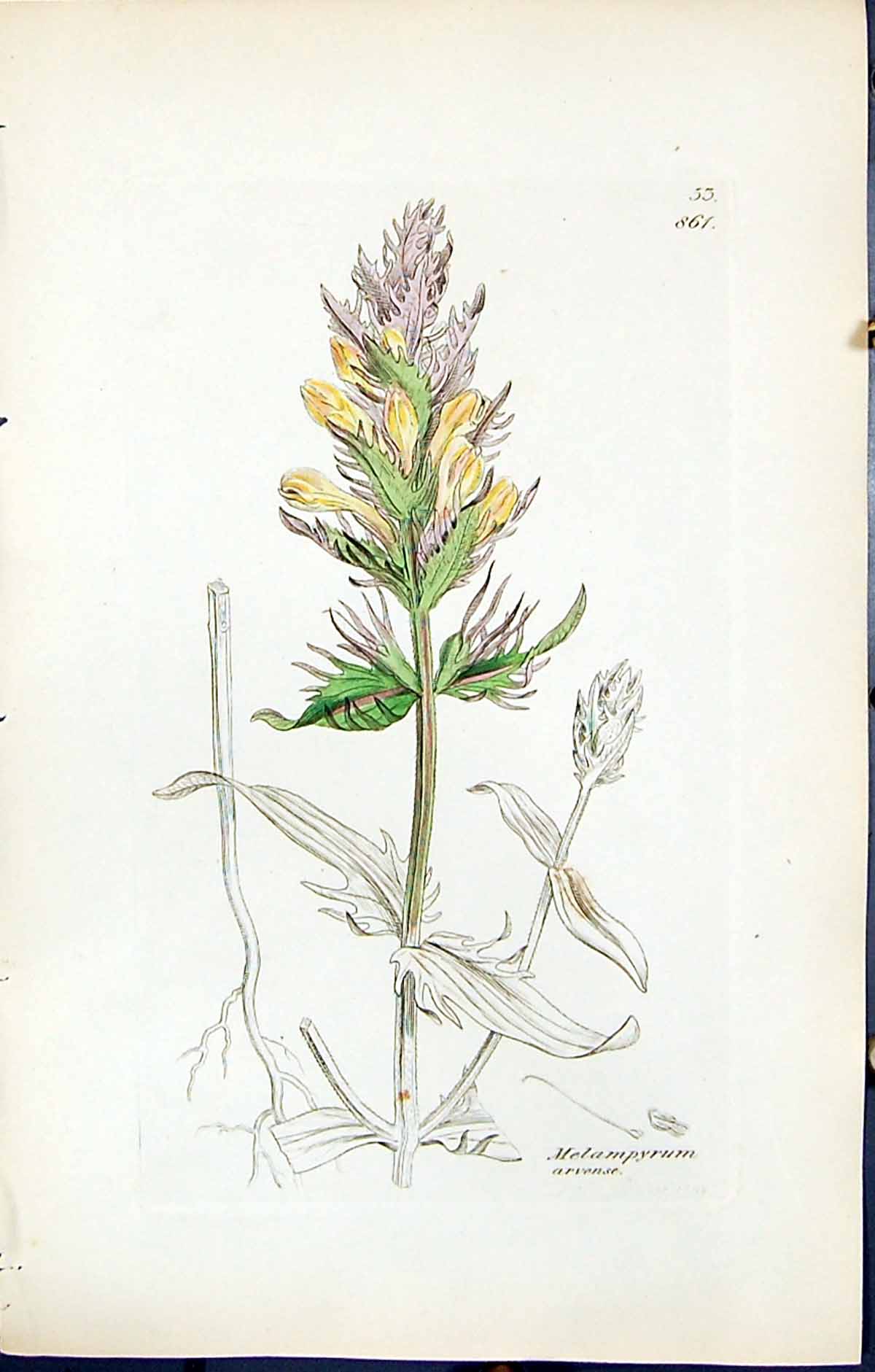 Antique Old Print Melampyrum Arvense British Plants Botany 1847 Sowerby Smith