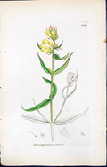 Antique Print British Plants Botany 1847 Sowerby Smith Melampyrum Pratense 19th