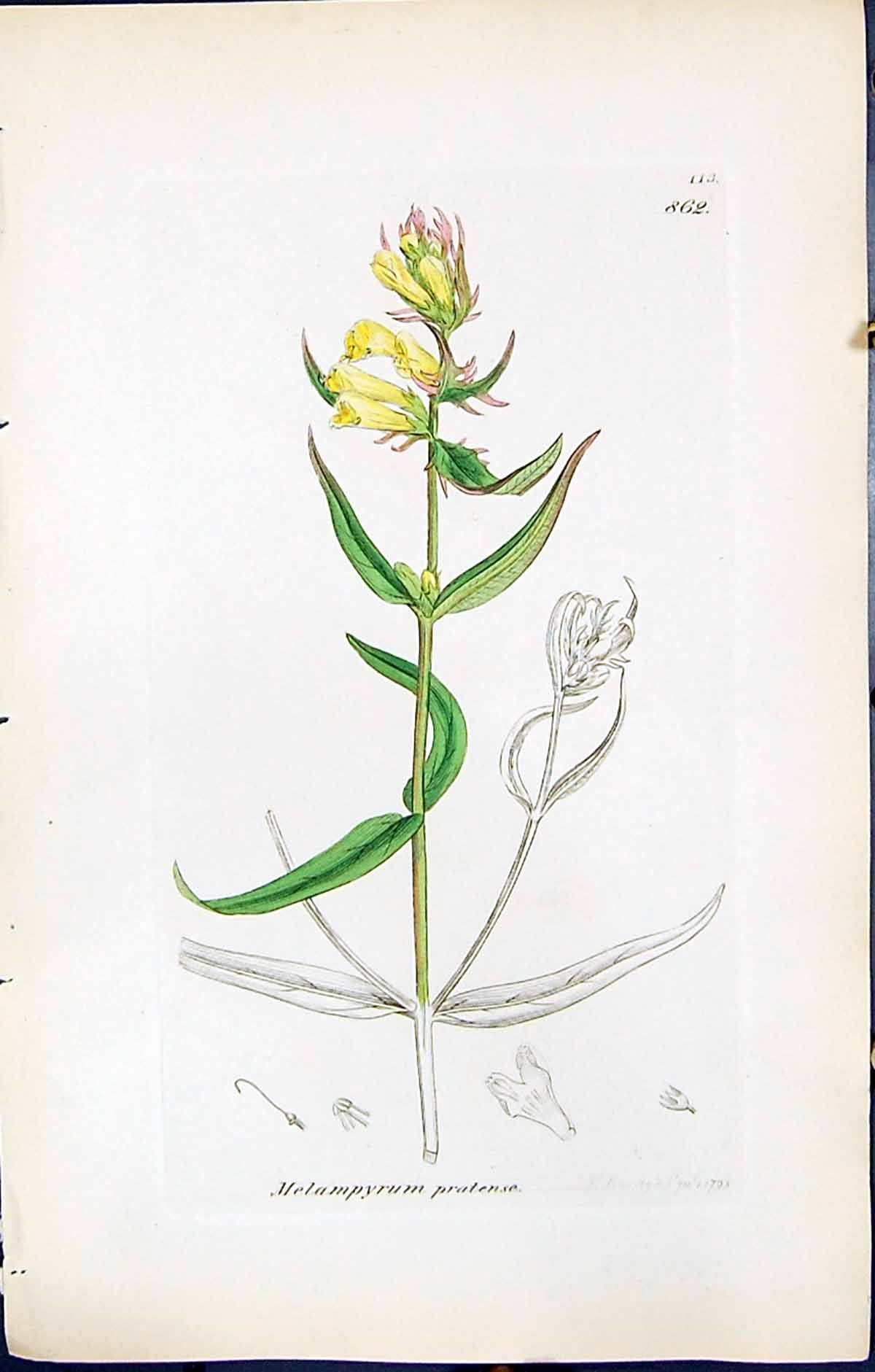 Antique Print British Plants Botany 1847 Sowerby Smith Melampyrum Pratense 19th