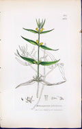 Old Print British Plants Botany 1847 Sowerby Smith Melampyrum Sylvaticum 19th