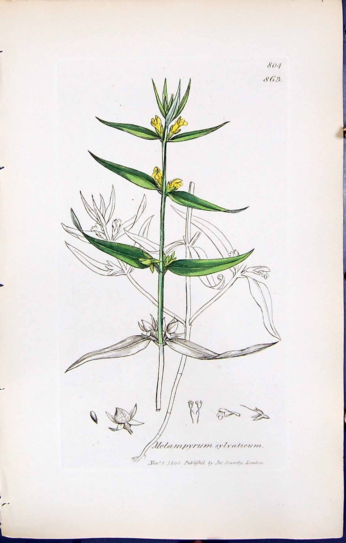Old Print British Plants Botany 1847 Sowerby Smith Melampyrum Sylvaticum 19th
