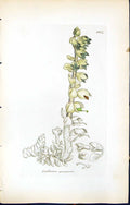 Antique Old Print Lathraea Squamaria British Plants Botany 1847 Sowerby Smith