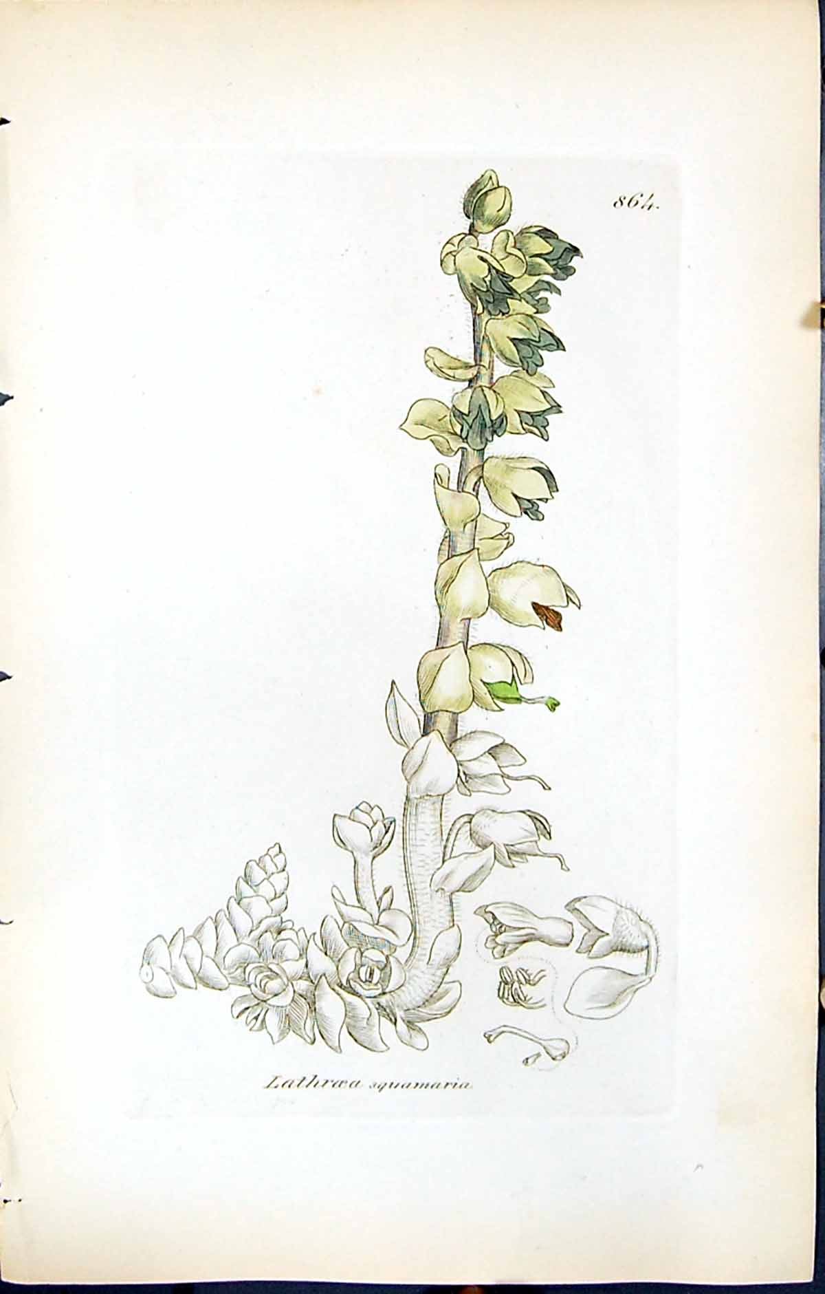 Antique Old Print Lathraea Squamaria British Plants Botany 1847 Sowerby Smith