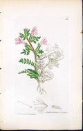 Old Print Pedicularis Sylvatica British Plants Botany 1847 Sowerby Smith 19th