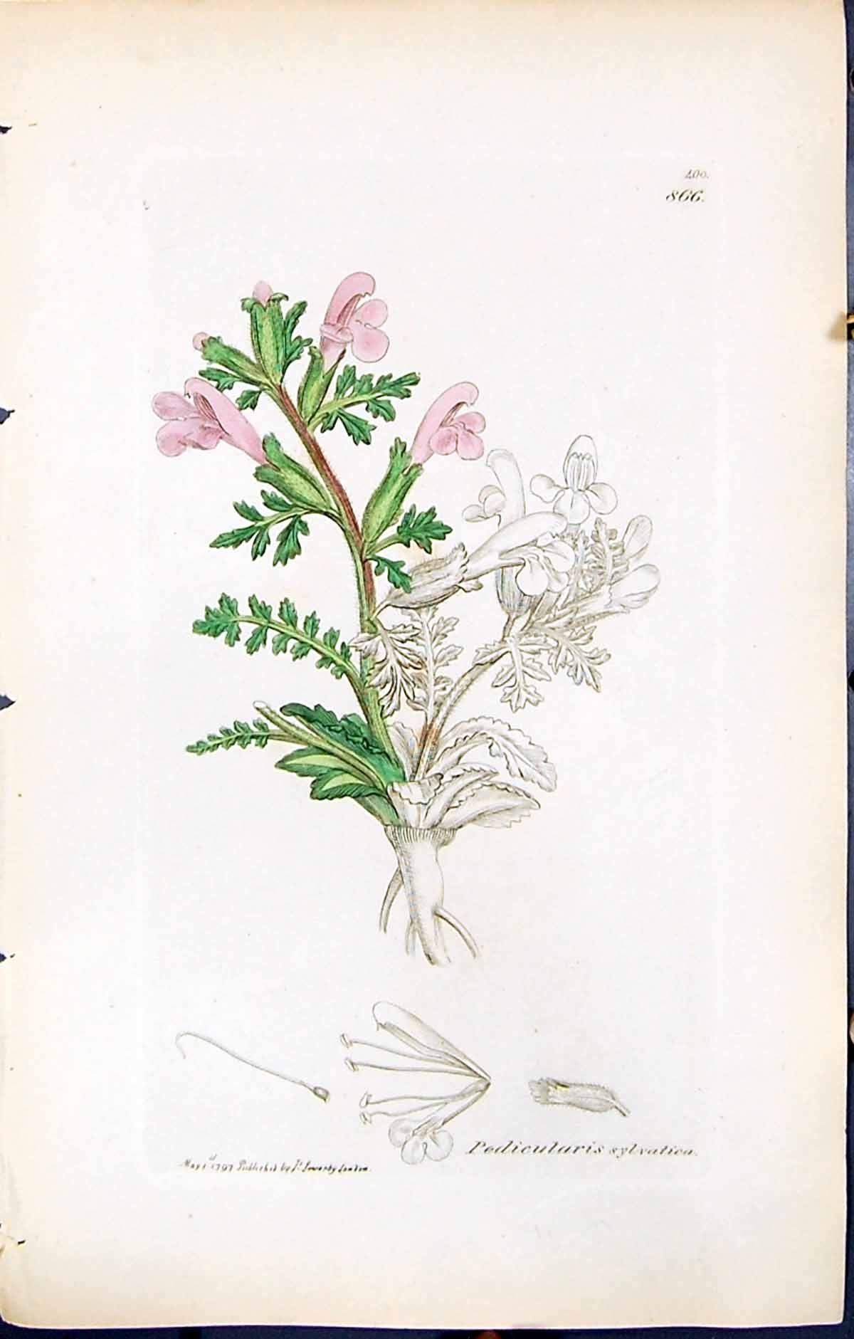 Old Print Pedicularis Sylvatica British Plants Botany 1847 Sowerby Smith 19th