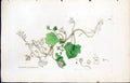 Antique Old Print Linaria Cymbalaria British Plants Botany 1847 Sowerby Smith