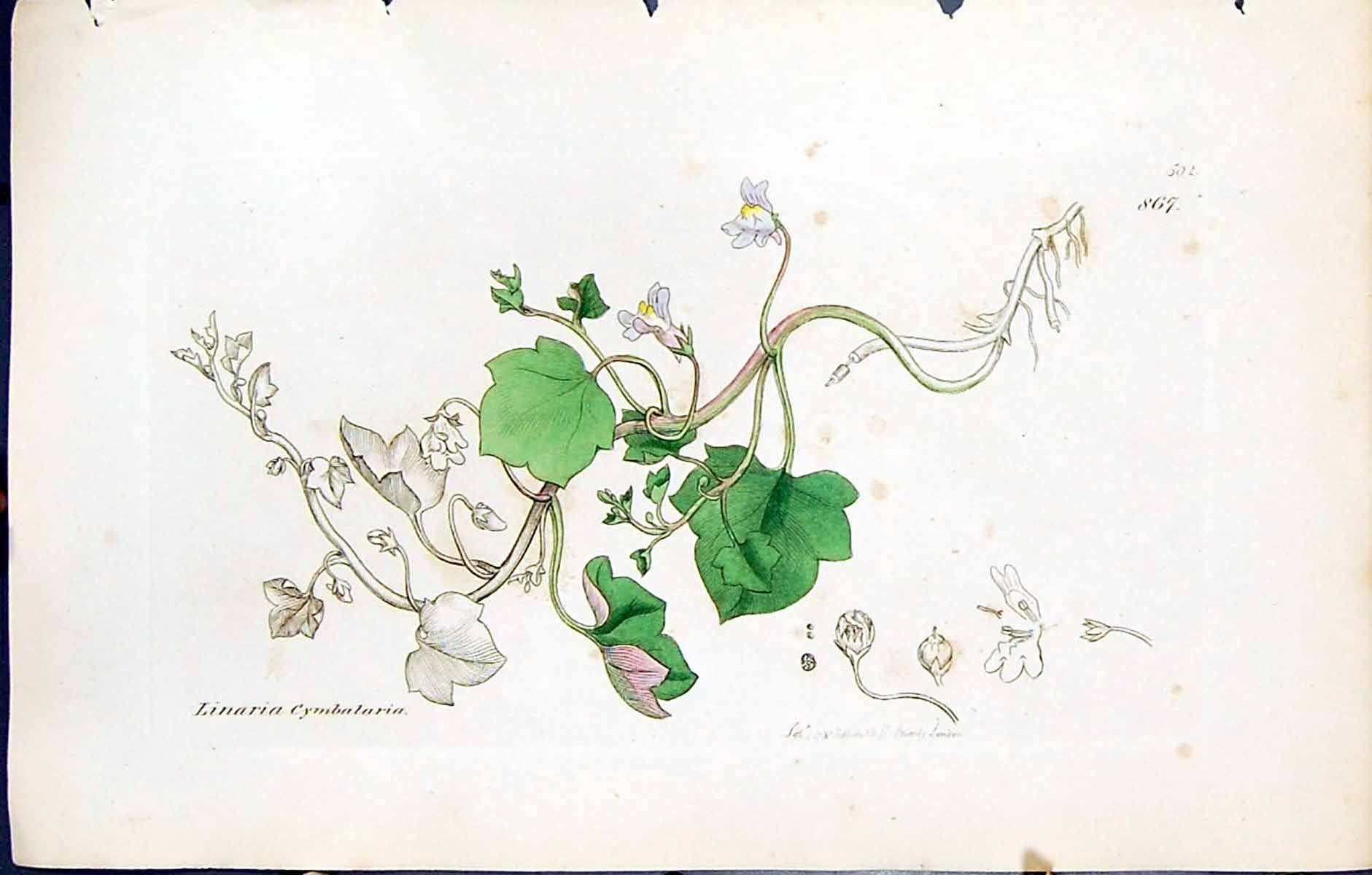 Antique Old Print Linaria Cymbalaria British Plants Botany 1847 Sowerby Smith