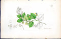 Old Print Linaria Spuria British Plants Botany 1847 Sowerby Smith Colour 19th