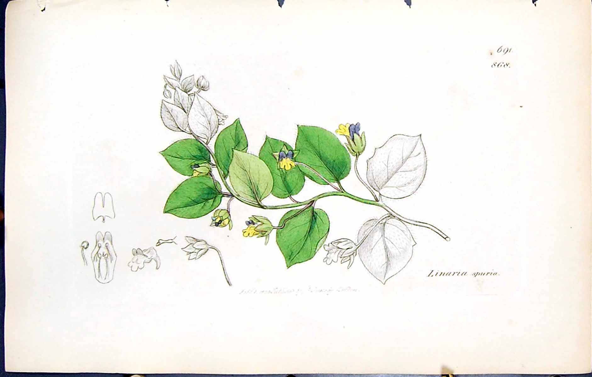 Old Print Linaria Spuria British Plants Botany 1847 Sowerby Smith Colour 19th