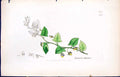 Antique Old Print Linaria Elatine British Plants Botany 1847 Sowerby Smith 19th