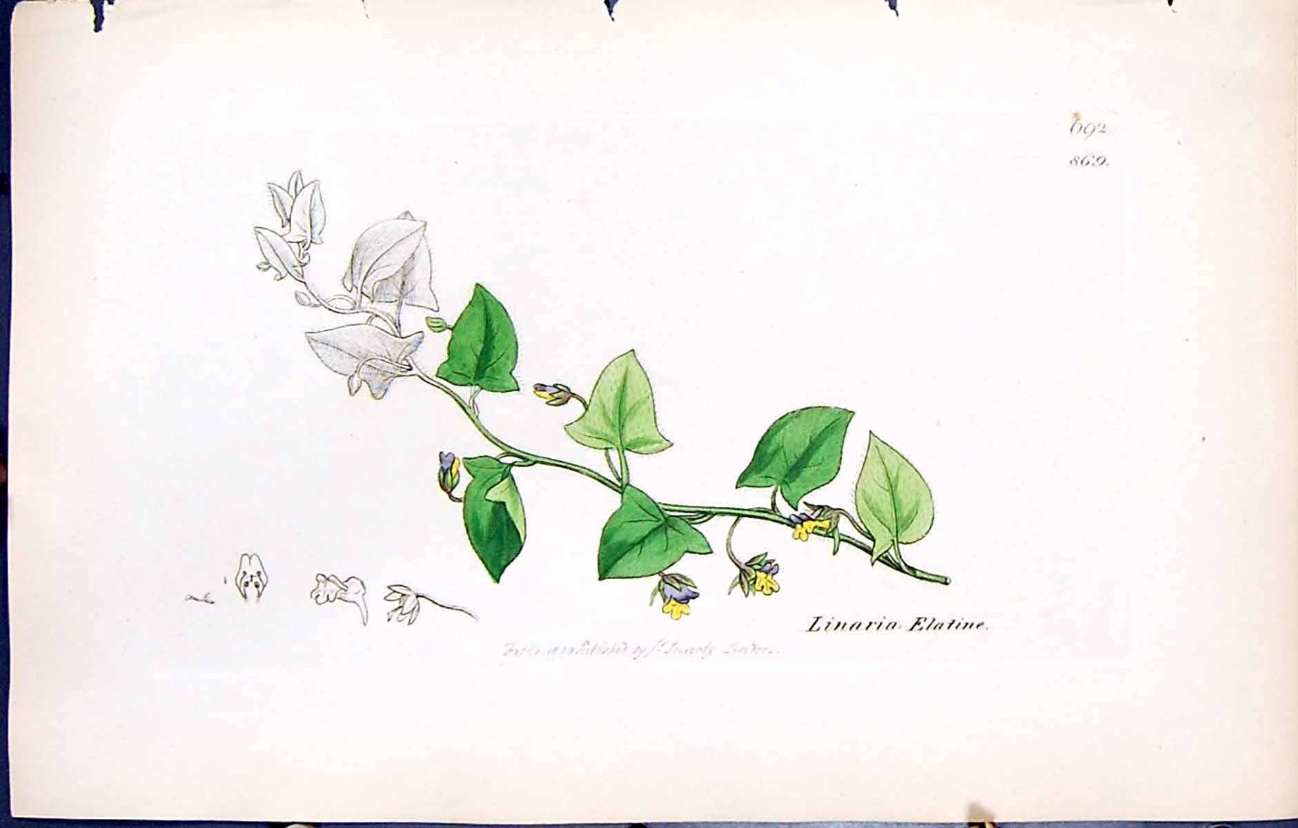 Antique Old Print Linaria Elatine British Plants Botany 1847 Sowerby Smith 19th