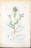 Old Print British Plants Botany 1847 Sowerby Smith Colour Linaria Repens 19th
