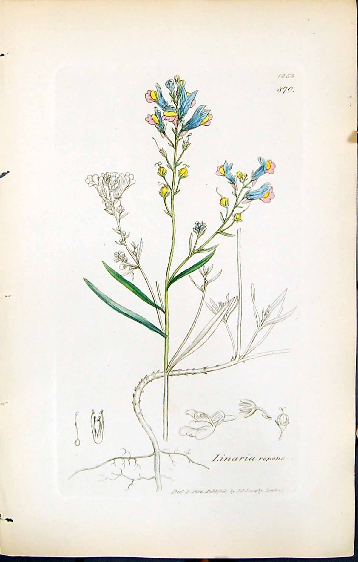 Old Print British Plants Botany 1847 Sowerby Smith Colour Linaria Repens 19th