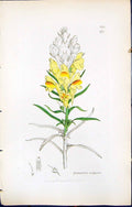 Antique Old Print Linaria Vulgaris British Plants Botany 1847 Sowerby Smith