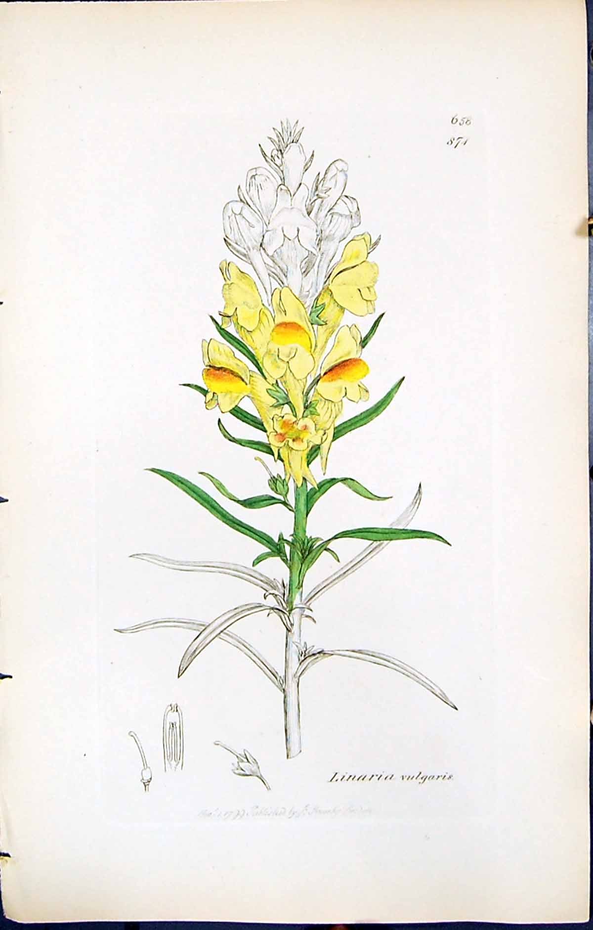 Antique Old Print Linaria Vulgaris British Plants Botany 1847 Sowerby Smith