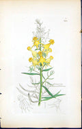 Old Linaria Vulgaris Peloria British Plants Botany 1847 Sowerby Smith Victorian