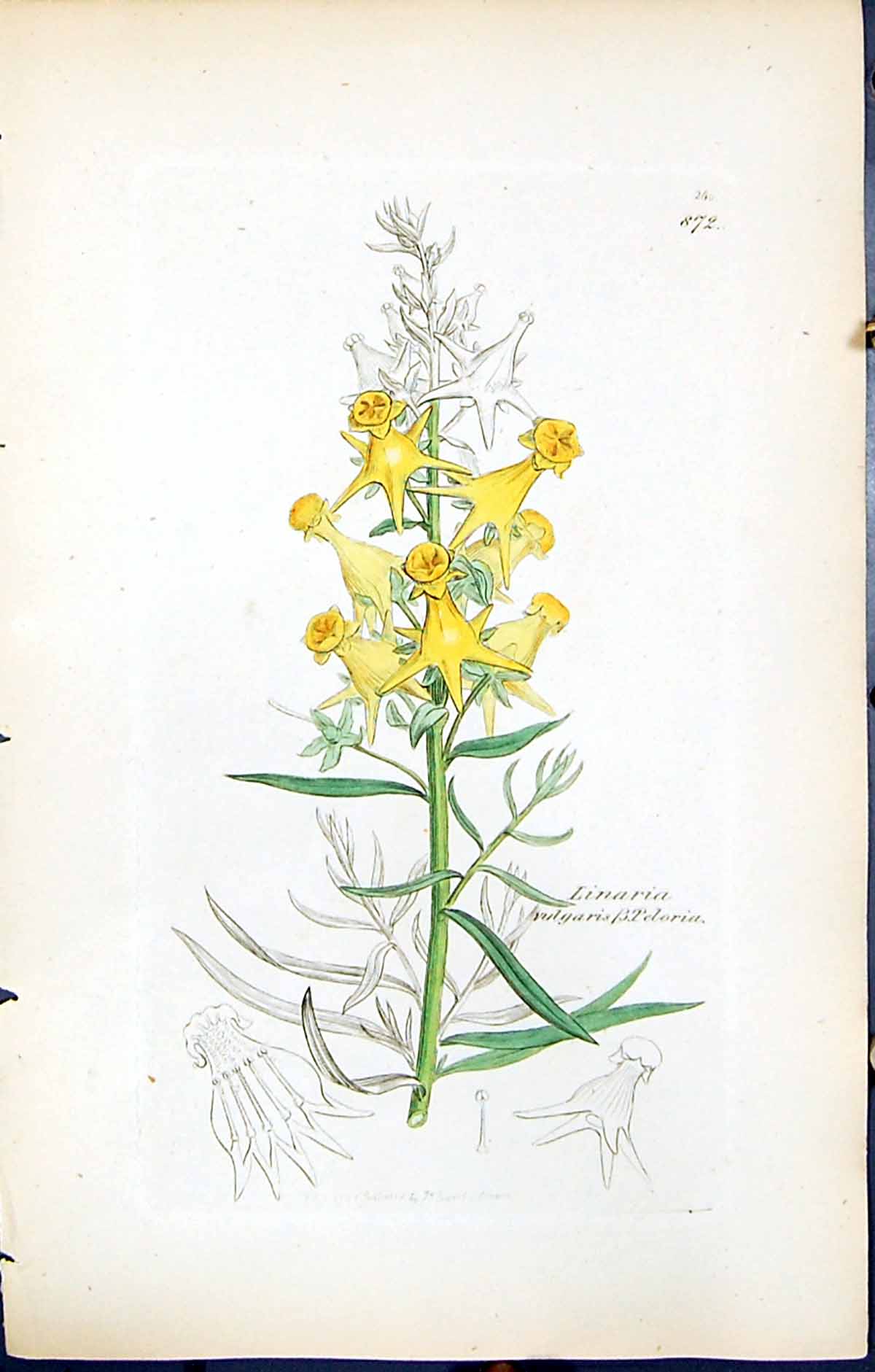 Old Linaria Vulgaris Peloria British Plants Botany 1847 Sowerby Smith Victorian