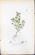 Antique Print Lunaria Minor British Plants Botany 1847 Sowerby Smith Colour