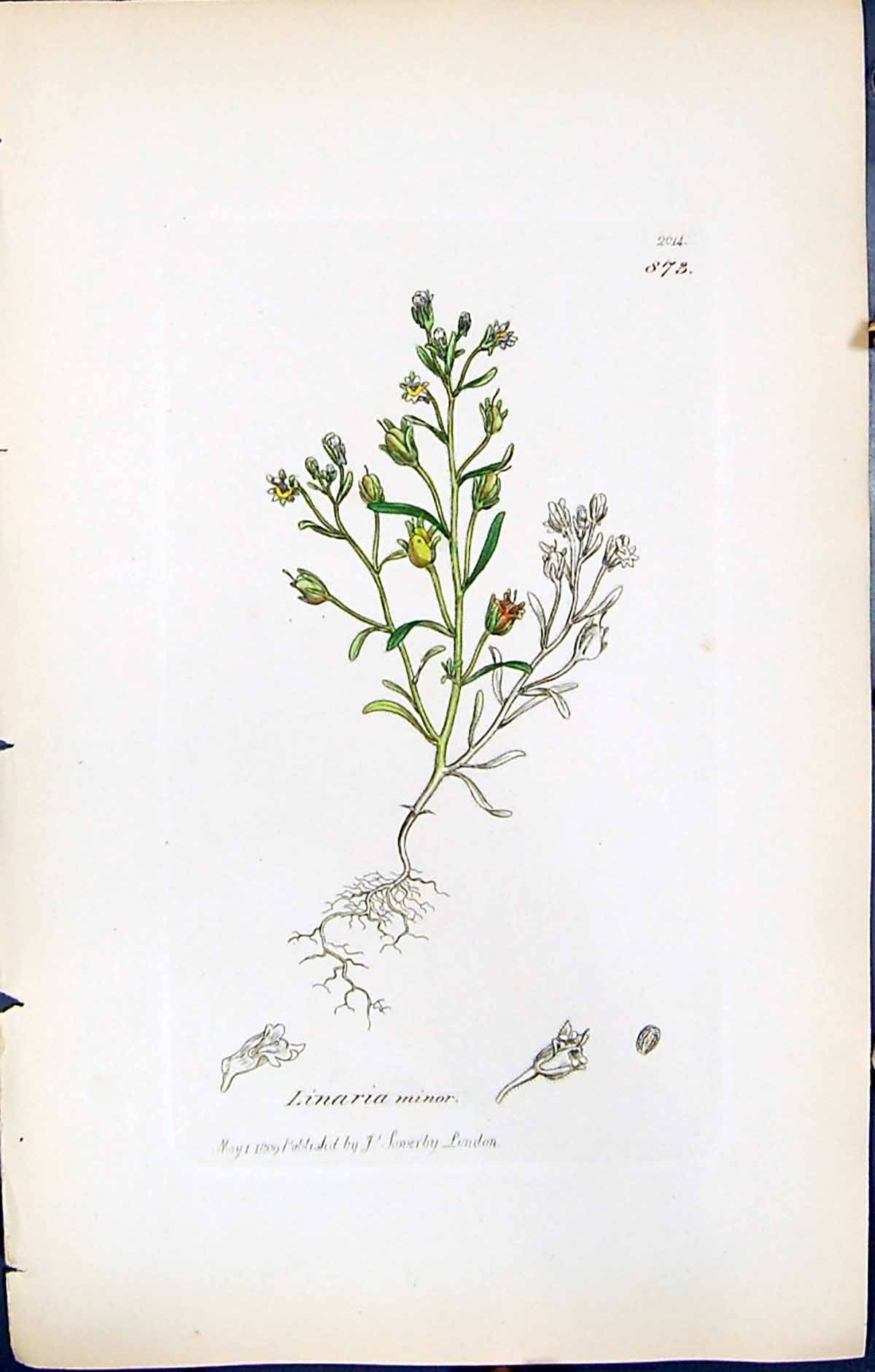 Antique Print Lunaria Minor British Plants Botany 1847 Sowerby Smith Colour