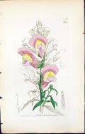 Antique Old Print Antirrhinum Majus British Plants Botany 1847 Sowerby Smith