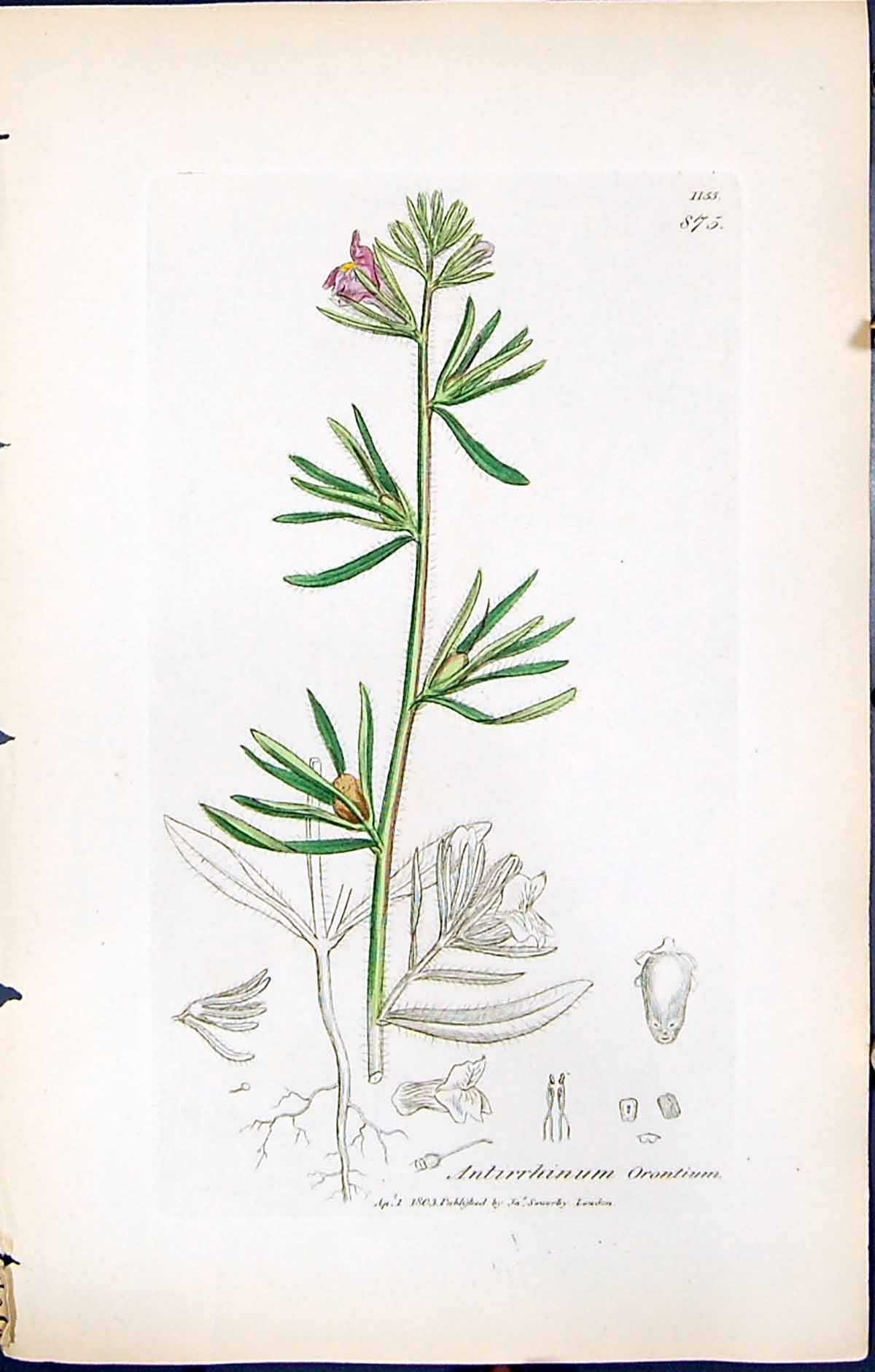 Antique Print Antirrhinum Orontium British Plants Botany 1847 Sowerby Smith