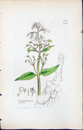 Antique Print Scrophularia Nodosa British Plants Botany 1847 Sowerby Smith 19th