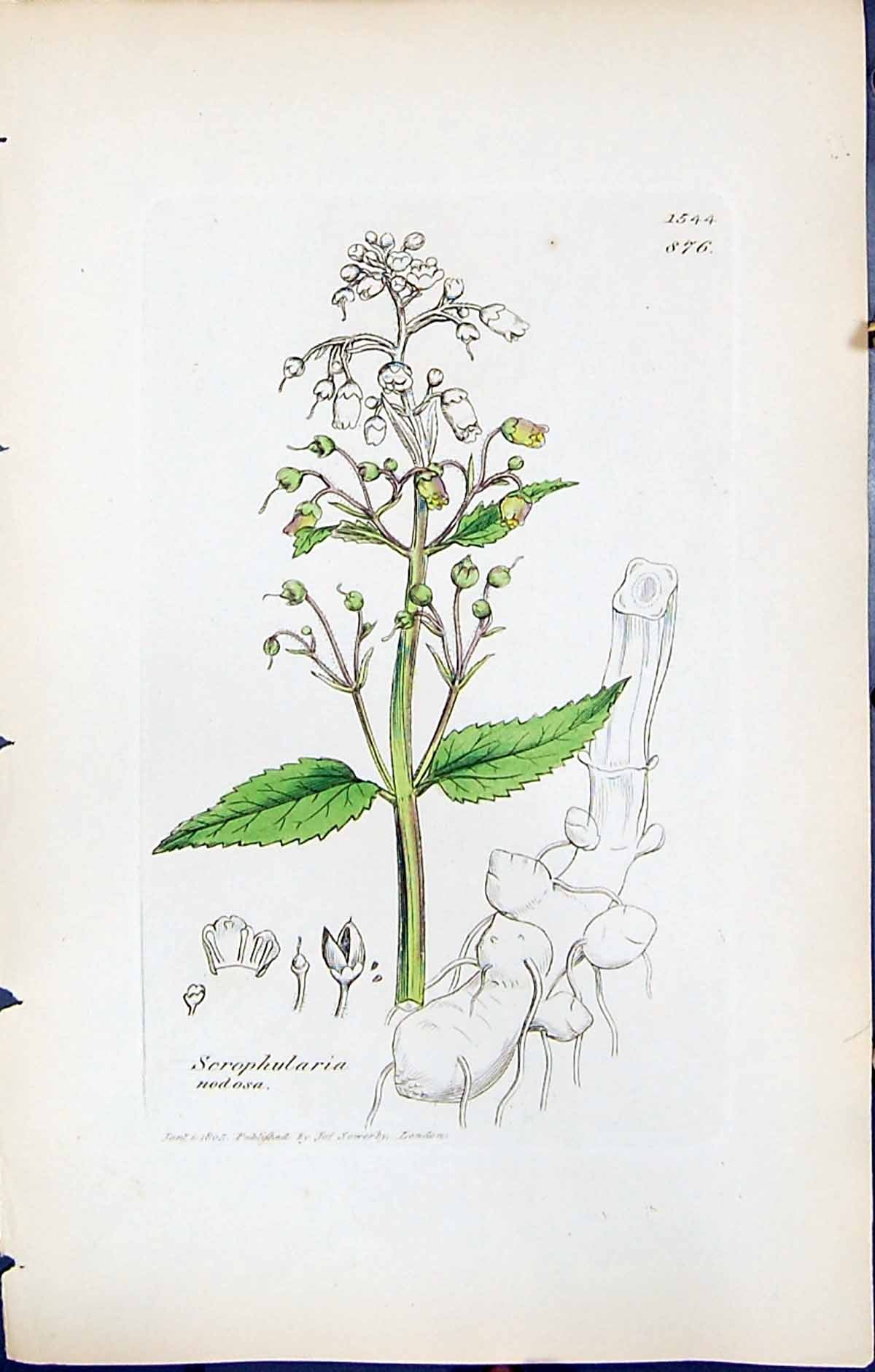 Antique Print Scrophularia Nodosa British Plants Botany 1847 Sowerby Smith 19th