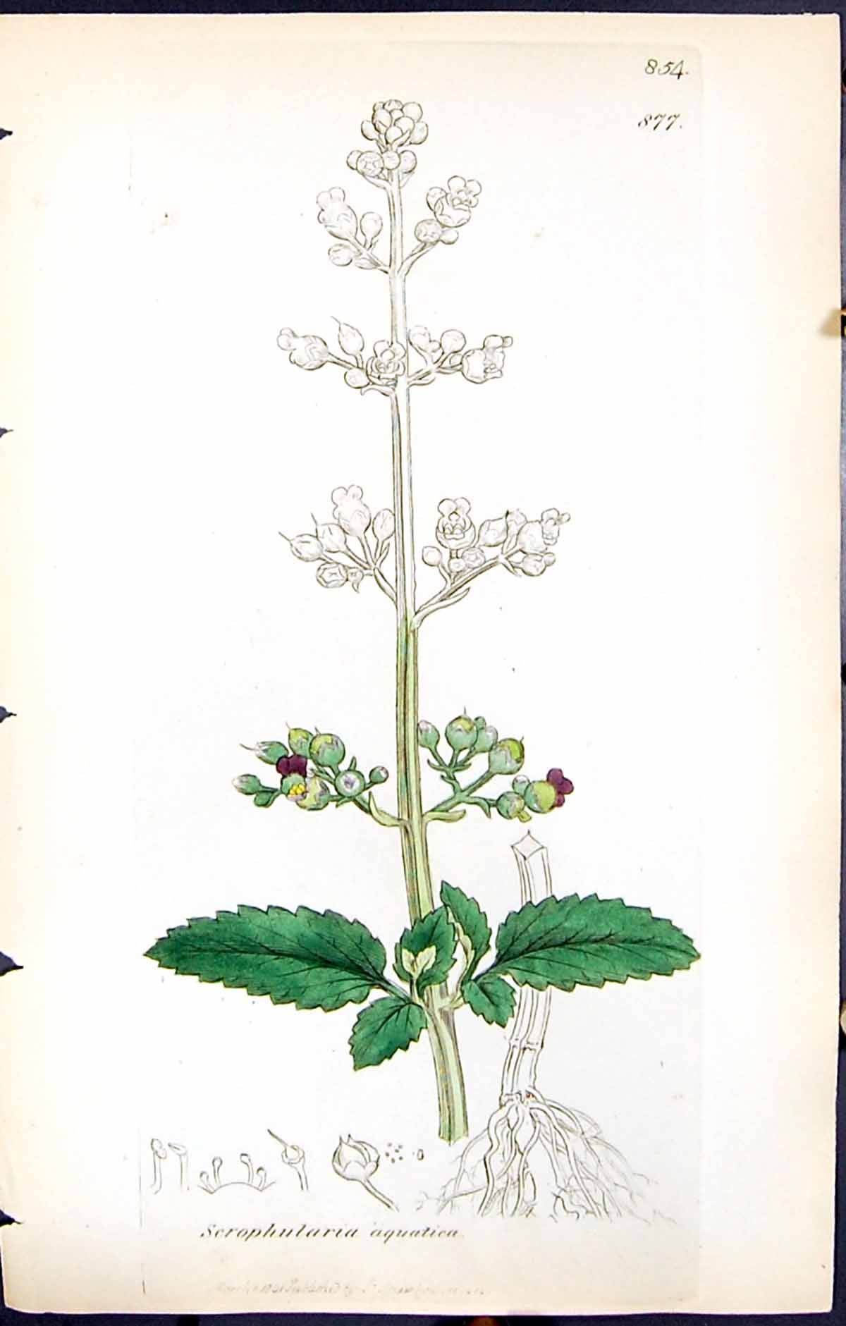 Old Print Scrophularia Aquatica British Plants Botany 1847 Sowerby Smith 19th