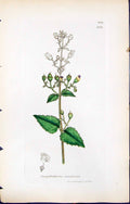 Old Scrophularia Scorodonia British Plants Botany 1847 Sowerby Smith Victorian