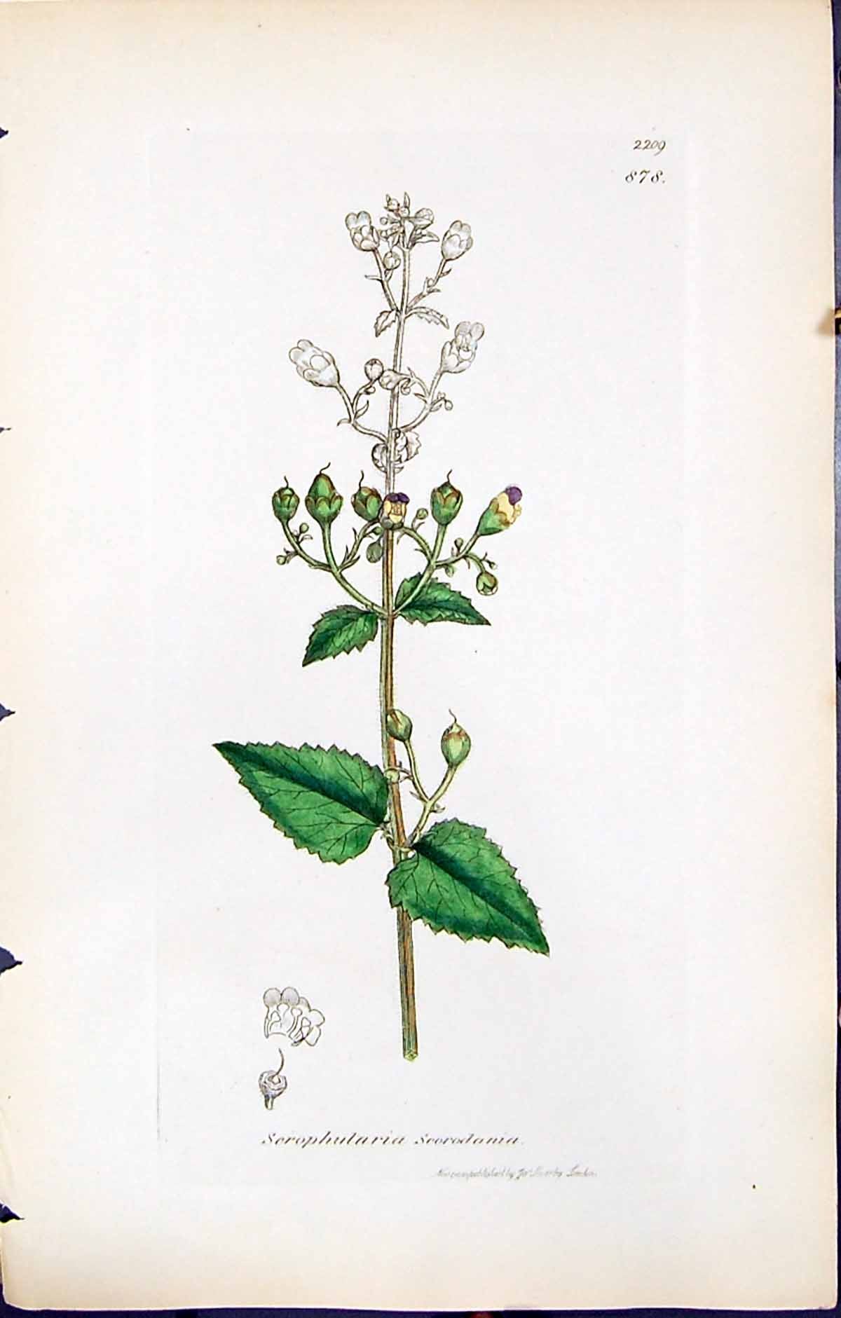 Old Scrophularia Scorodonia British Plants Botany 1847 Sowerby Smith Victorian