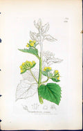 Old Print Scrophularia Vernalis British Plants Botany 1847 Sowerby Smith 19th