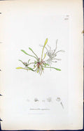 Antique Old Print Limosella Aquatica British Plants Botany 1847 Sowerby Smith