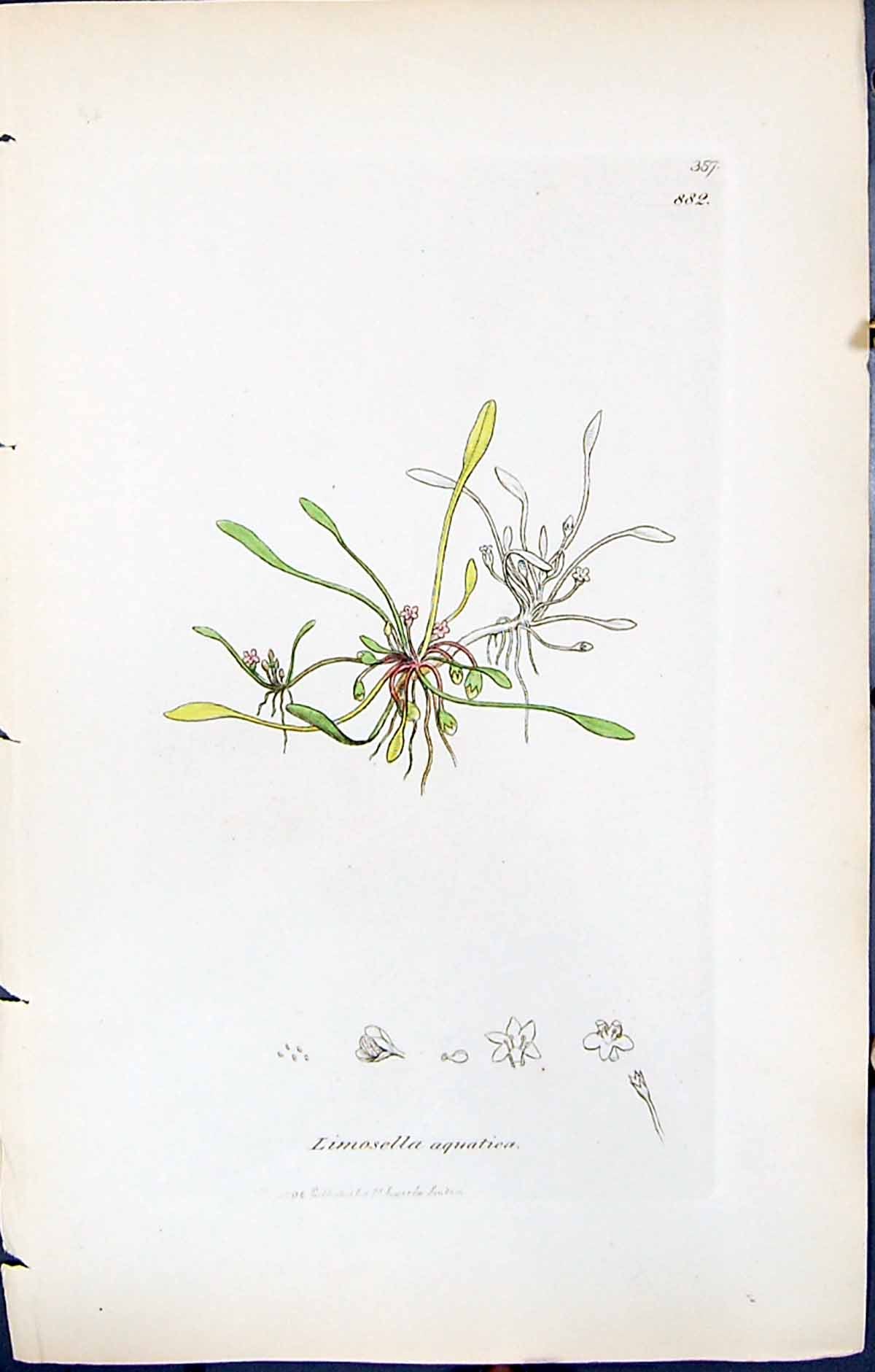 Antique Old Print Limosella Aquatica British Plants Botany 1847 Sowerby Smith