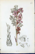Antique Old Print British Plants Botany 1847 Sowerby Smith Colour Orobanche