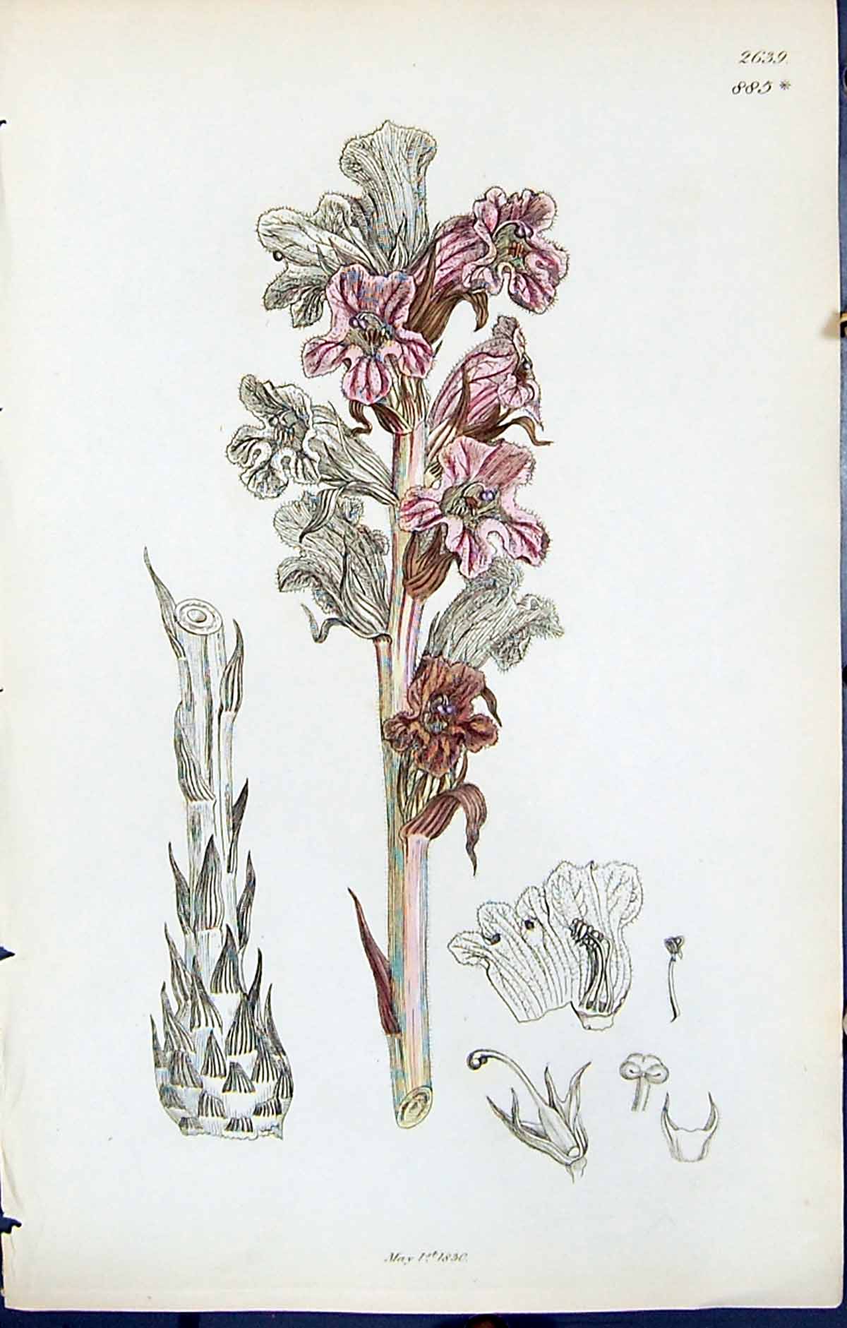 Antique Old Print British Plants Botany 1847 Sowerby Smith Colour Orobanche
